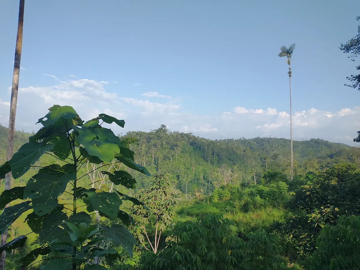 Rainforest in Ecuador, photo Cece Acosta