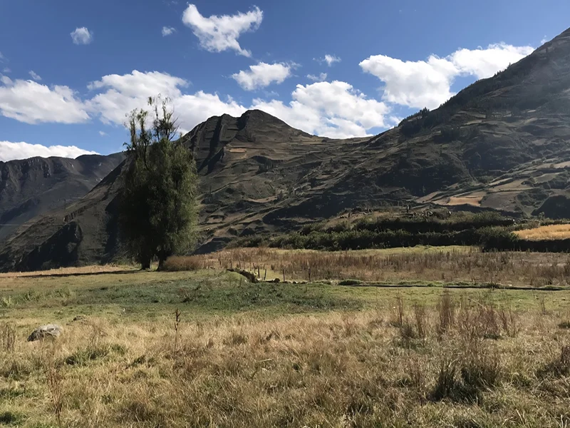 Dry grassy field with a tall tree in front of large mountains under a blue sky.