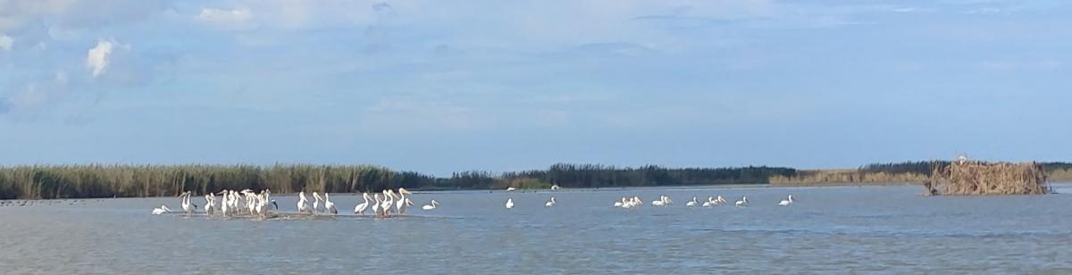White Birds in Marsh Area