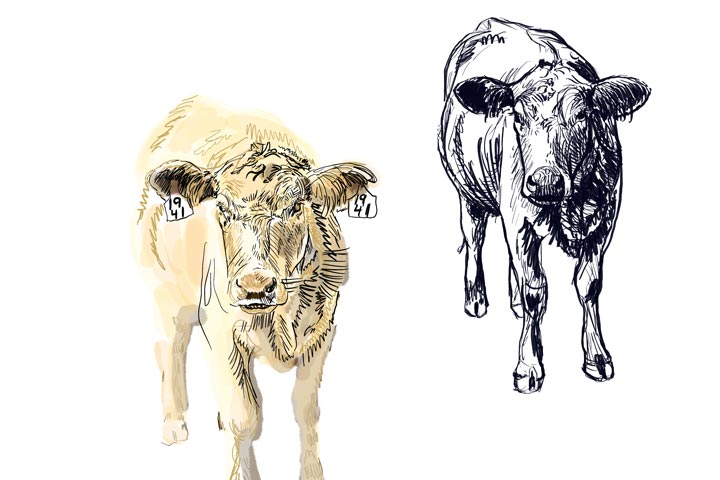 Two Cows