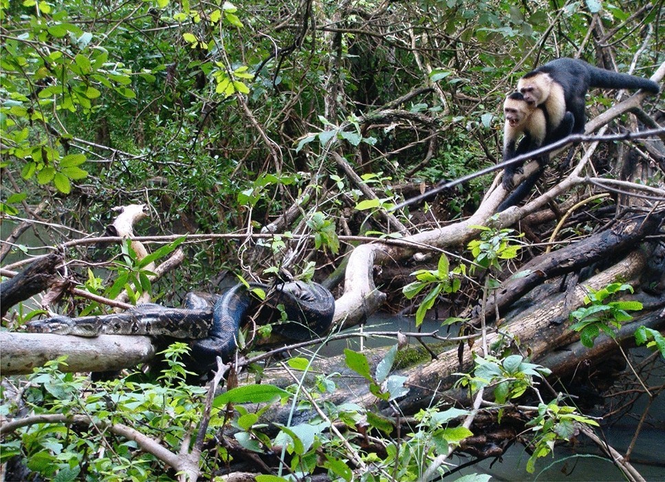 White-faced capuchins and a boa constrictor in Costa Rica