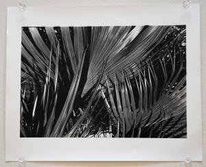 Olivia Hornsby Untitled 2 (Sunny Palms), 2021