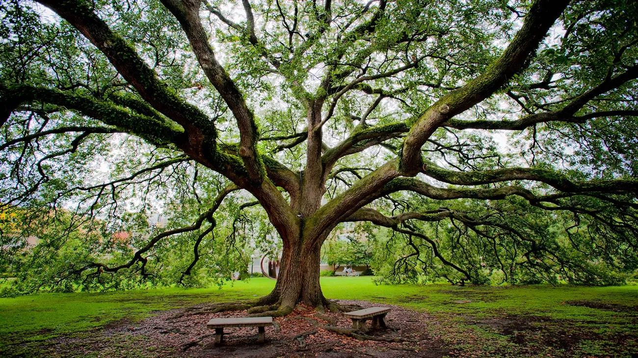 Live oak tree pictured next to benches on the Tulane Academic Quad. Photo: Paula Burch-Celentano